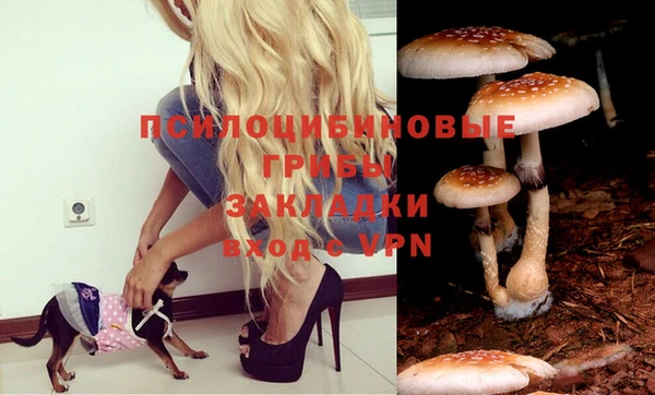 индика Аркадак